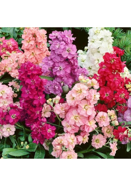 Matthiola Şebboy Tohumu Kokulu Katmerli Iri Çiçekli Renkli Karışım modelleri