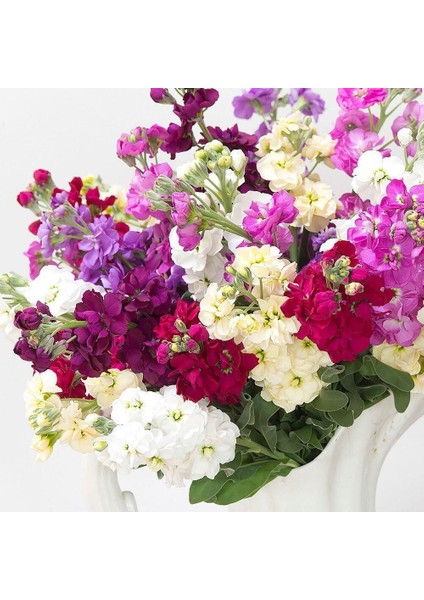 Matthiola Şebboy Tohumu Kokulu Katmerli Iri Çiçekli Renkli Karışım fırsatları