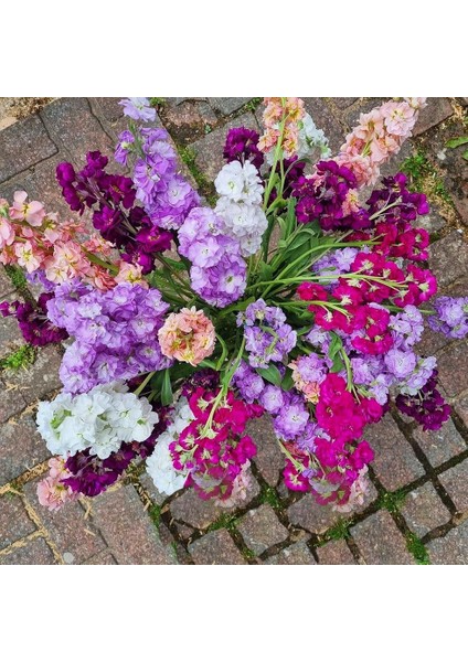 Matthiola Şebboy Tohumu Kokulu Katmerli Iri Çiçekli Renkli Karışım indirimleri