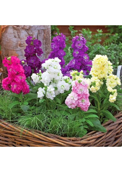 Matthiola Şebboy Tohumu Kokulu Katmerli Iri Çiçekli Renkli Karışım