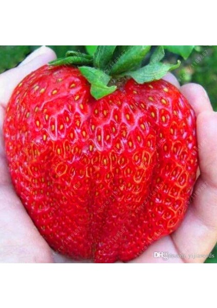 35 Adet Taze ve Güvenilir Çilek Fidesi Açık Kök, Söküm ve Garantili