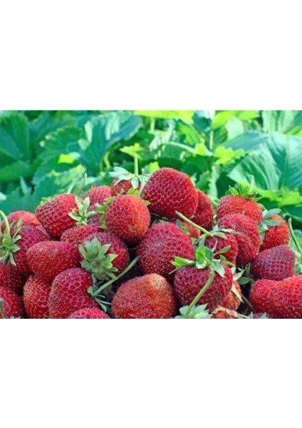 35 Adet Yediveren Çilek Fidesi Açık Kök, Taze Söküm, Garanti ile