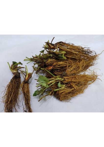 35 Adet Yediveren Çilek Fidesi Açık Kök, Taze Söküm, Garanti ile fiyatları