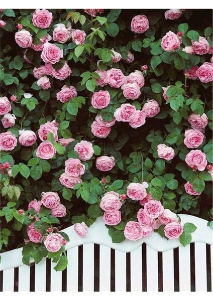 3'lü Pembe Gül Fidanı Saksıda, Canlı ve Şık Bitki Seti