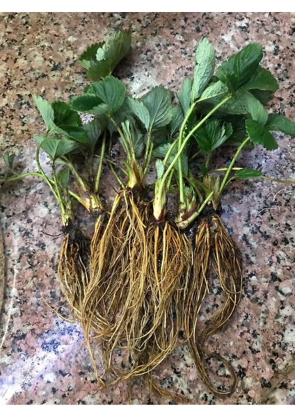 25 Adet Yediveren Çilek Fidesi Açık Kök, Frigo ve Taze, Garanti ile Sunulur fiyatları