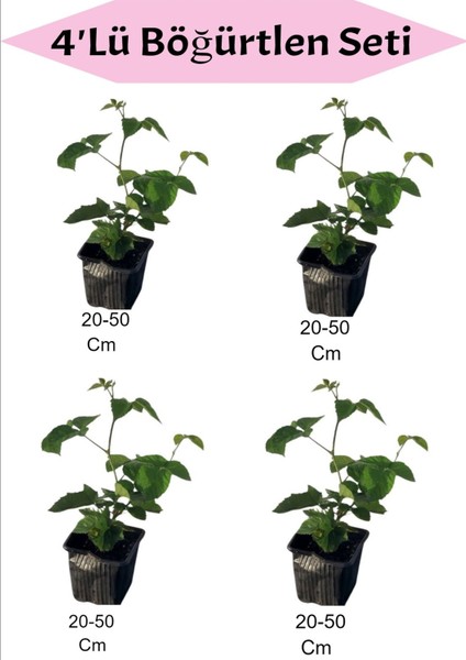 Dört Parça Böğürtlen Meyve Takımı, Tazelik ve Lezzet Keyfi Için Ideal