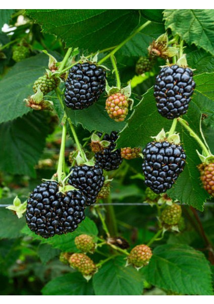 Dört Parça Böğürtlen Meyve Takımı, Tazelik ve Lezzet Keyfi Için Ideal fiyatları