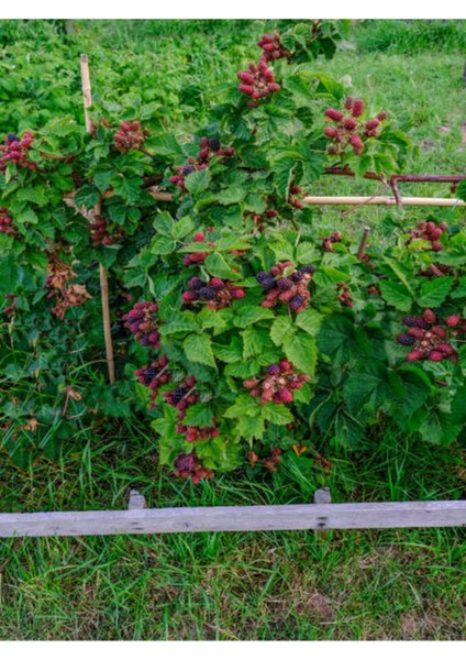 Dört Parça Böğürtlen Meyve Takımı, Tazelik ve Lezzet Keyfi Için Ideal modelleri
