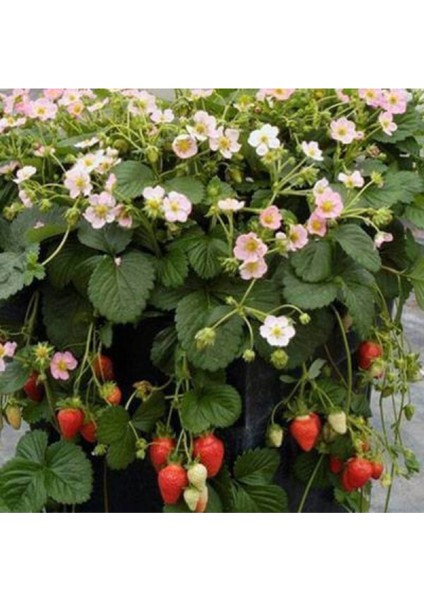 41 Adet Çilek Fidesi, Kokulu ve 1 Inç Sınıf Açık Köktür