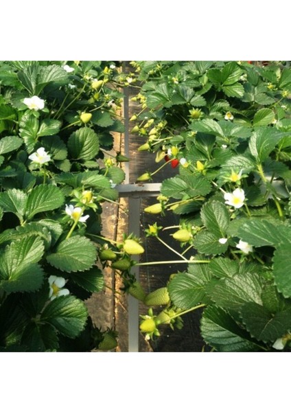 56 Adet Çilek Fidesi, Kokulu, 1 Inç Sınıf Açık Köktür