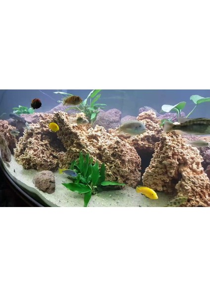 Doğal Makarna Kayası,spaghetti Kayası 6-12CM 3 Adet fiyatları