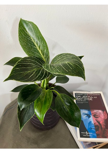 Philodendron Birkin-İç Mekan Bitkisi