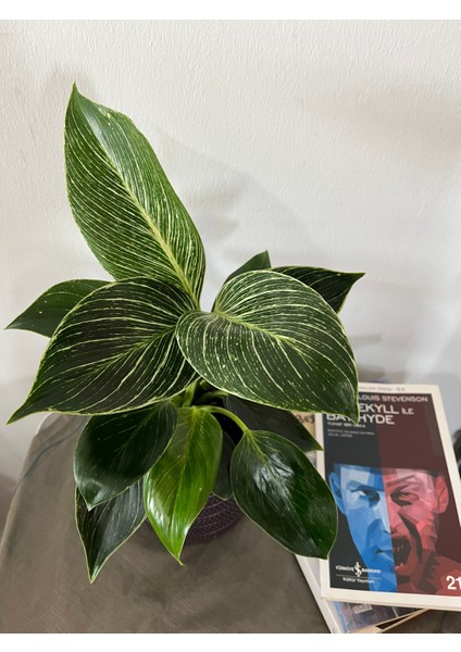 Philodendron Birkin-İç Mekan Bitkisi fırsatları
