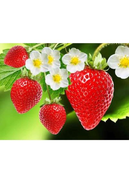 Strawberry Flavored Massage Oil 50ML Çilek Aromalı Masaj Yağı 2 Adet modelleri