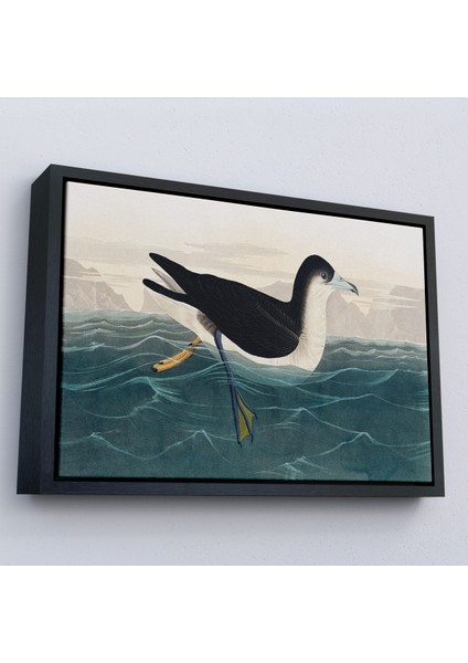 Çerçeveli Dekoratif Kanvas Tablo, Robert Havell, John James Audubon Esmer Kuş TABLOSU-7034 modelleri