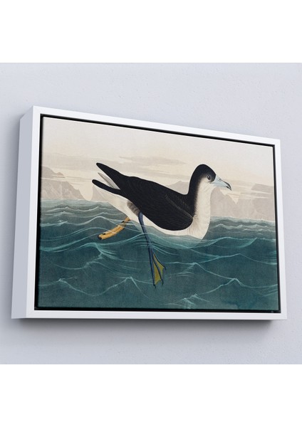 Çerçeveli Dekoratif Kanvas Tablo, Robert Havell, John James Audubon Esmer Kuş TABLOSU-7034 fırsatları