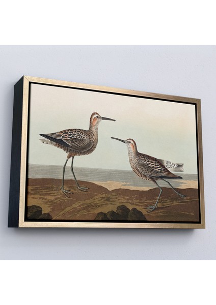 Çerçeveli Dekoratif Kanvas Tablo, John James Audubonun Birds Of America TABLOSU-7011 modelleri