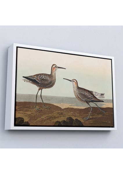 Çerçeveli Dekoratif Kanvas Tablo, John James Audubonun Birds Of America TABLOSU-7011 fırsatları