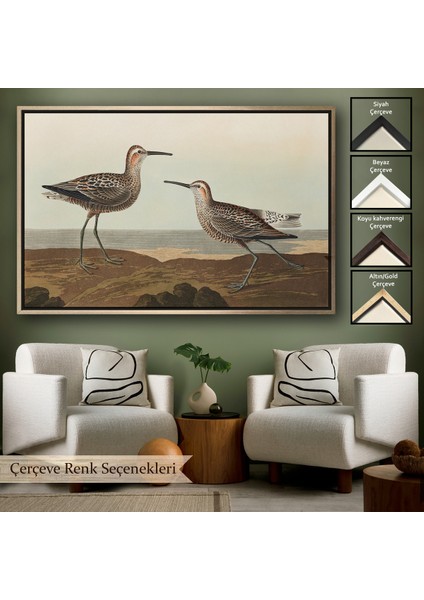 Çerçeveli Dekoratif Kanvas Tablo, John James Audubonun Birds Of America TABLOSU-7011