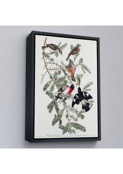Çerçeveli Kanvas Tablo, John James Audubon - Gül Göğüslü Kocabaş Tablo - Rose-Breasted GROSBEAK-8043