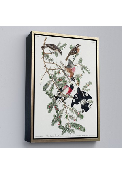Çerçeveli Kanvas Tablo, John James Audubon - Gül Göğüslü Kocabaş Tablo - Rose-Breasted GROSBEAK-8043 modelleri