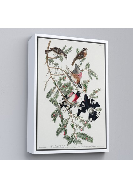 Çerçeveli Kanvas Tablo, John James Audubon - Gül Göğüslü Kocabaş Tablo - Rose-Breasted GROSBEAK-8043 fırsatları