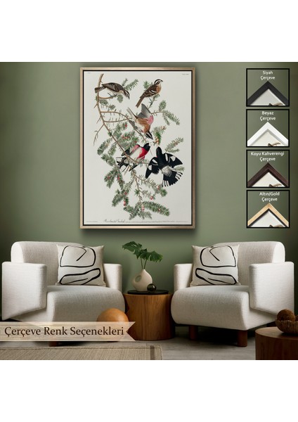 Çerçeveli Kanvas Tablo, John James Audubon - Gül Göğüslü Kocabaş Tablo - Rose-Breasted GROSBEAK-8043
