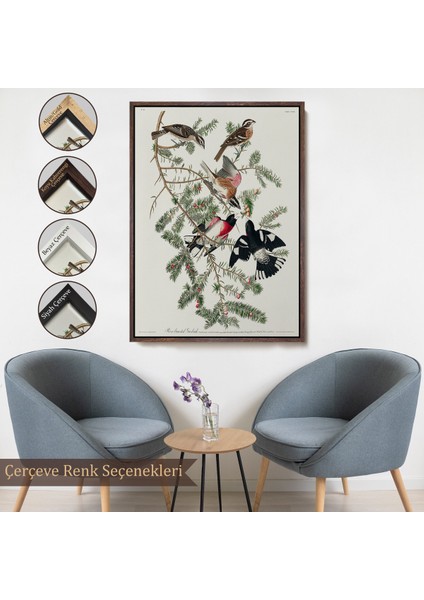 Çerçeveli Kanvas Tablo, John James Audubon - Gül Göğüslü Kocabaş Tablo - Rose-Breasted GROSBEAK-8043