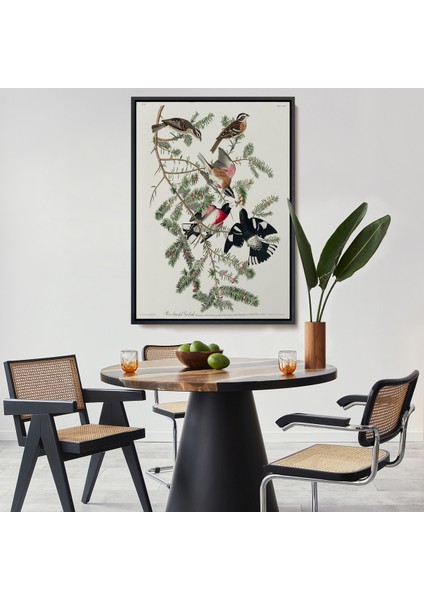 Çerçeveli Kanvas Tablo, John James Audubon - Gül Göğüslü Kocabaş Tablo - Rose-Breasted GROSBEAK-8043
