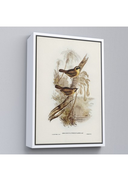 Çerçeveli Dekoratif Kanvas Tablo, Dal Üzerindeki Kuşlar TABLOSU-8022