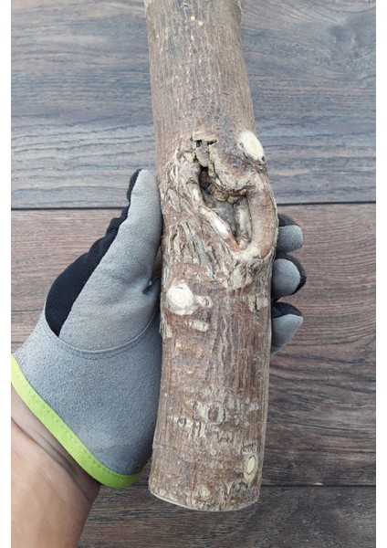 Venty Doğal Papağan Tüneği 39 cm - Ø Çapı 50 mm | Macaw, Kakadu, Jako, Amazon, Eklektus, Kayık, Alexander - T451 modelleri