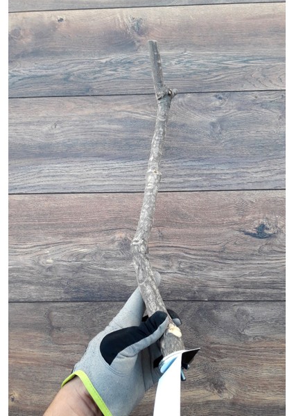 Venty 49 cm Doğal Papağan Tüneği | Sultan, Monk, Lori, Konur, Senegal, Cennet, Muhabbet, Forpus - T600 | Şekilli Dal Tünek