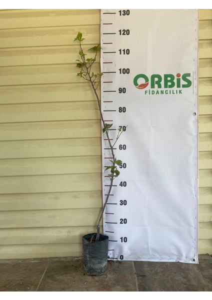2 Yaş Aşılı Mikado Kayısı Fidanı – Iri ve Tatlı Meyveli, Yüksek Verimli, Bahçeye Uygun Sofralık Çeşit