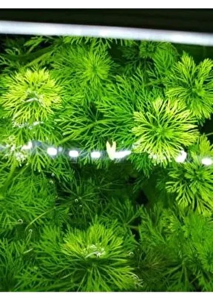 Limpnophila Sessiliflora 5 Dal Kusursuz Akvaryum Bitkisi Canlı Bitki