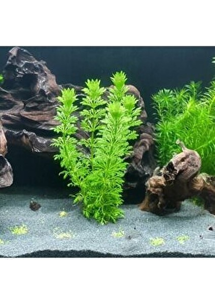 Limpnophila Sessiliflora 5 Dal Kusursuz Akvaryum Bitkisi Canlı Bitki fiyatları