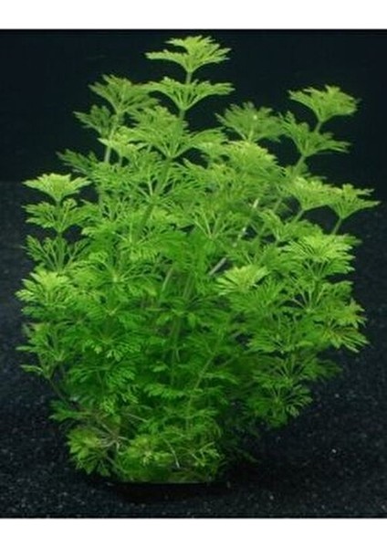 Limpnophila Sessiliflora 5 Dal Kusursuz Akvaryum Bitkisi Canlı Bitki modelleri