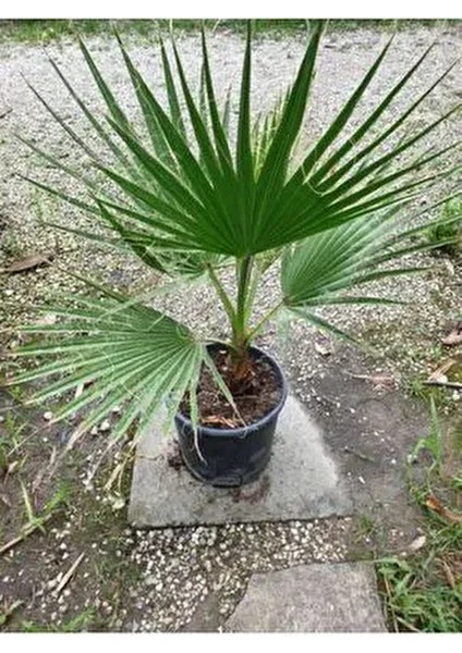 Palmiye Fidanı Waşhingtonia 40-50 cm