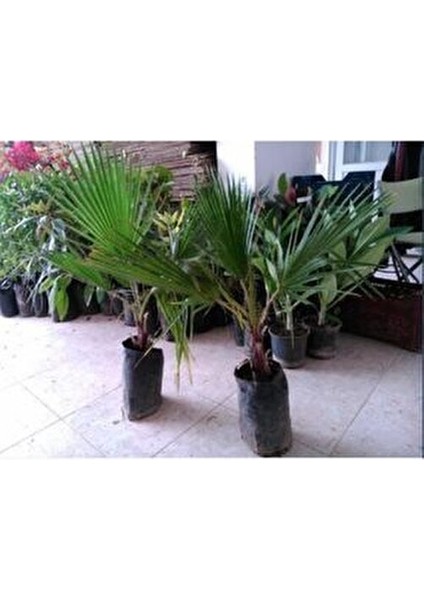 Palmiye Fidanı Waşhingtonia 40-50 cm fiyatları