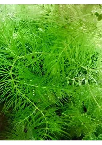 Ceratophyllum Demersum Tilki Kuyruğu Kolay Akvaryum Bitkisi 1 Bağ