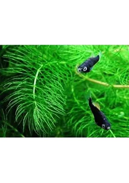 Ceratophyllum Demersum Tilki Kuyruğu Kolay Akvaryum Bitkisi 1 Bağ fiyatları