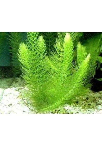Ceratophyllum Demersum Tilki Kuyruğu Kolay Akvaryum Bitkisi 1 Bağ modelleri