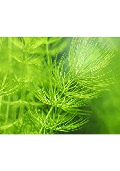 Ceratophyllum Demersum Tilki Kuyruğu Kolay Akvaryum Bitkisi 1 Bağ fırsatları