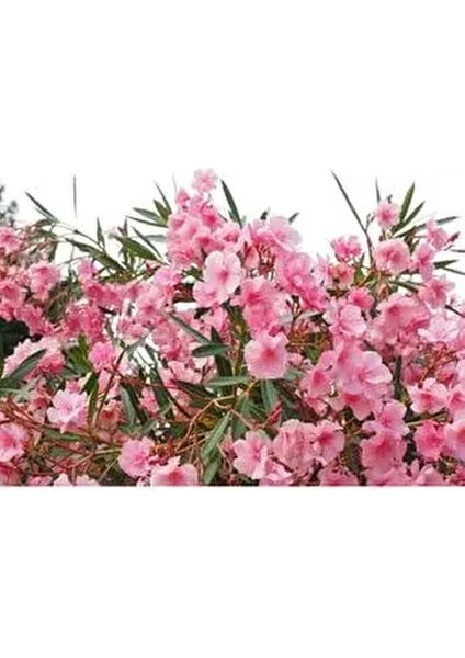 Boylu Zakkum Tüplü 80 cm 3renk 3 Adet