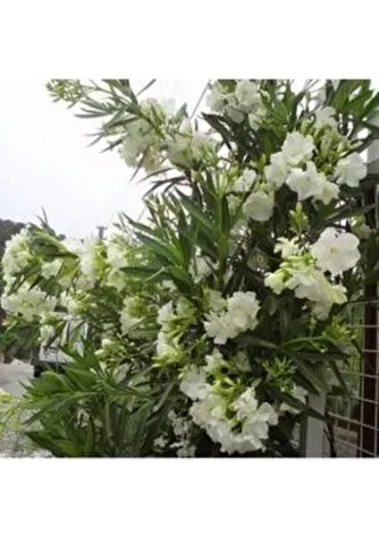 Boylu Zakkum Tüplü 80 cm 3renk 3 Adet fiyatları