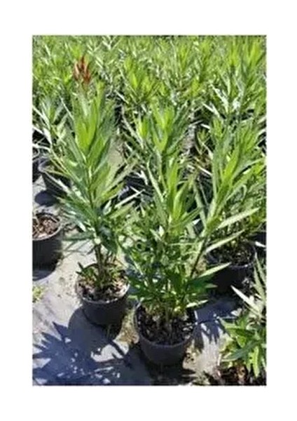 Boylu Zakkum Tüplü 80 cm 3renk 3 Adet modelleri