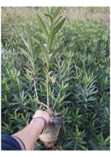 Boylu Zakkum Tüplü 80 cm 3renk 3 Adet fırsatları