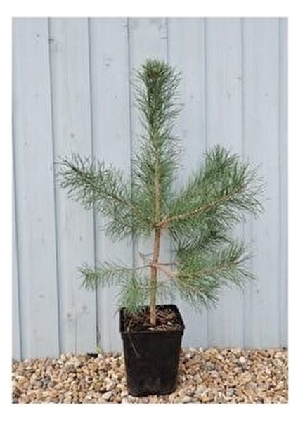 Fıstık Çamı Fidanı Tüplü 70 cm fiyatları