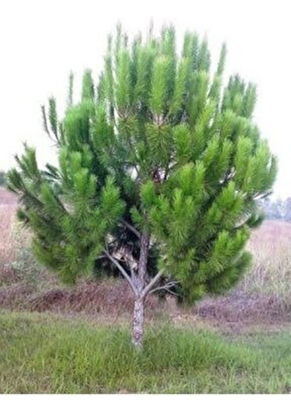 Fıstık Çamı Fidanı Tüplü 70 cm modelleri