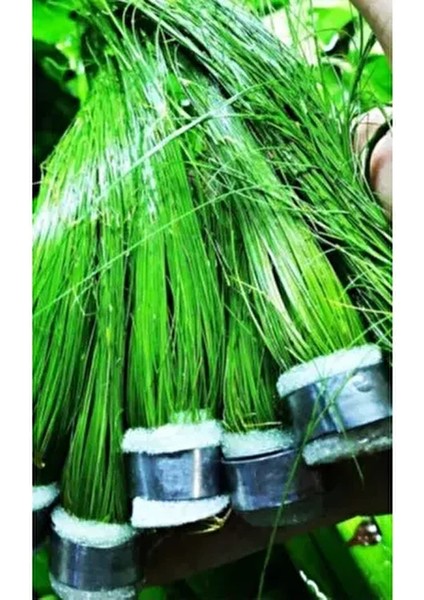 Dev Parvula Arka Plan Akvaryum Bitkisi Eleocharis Vivipara Canlı Bitki 1 Bağ
