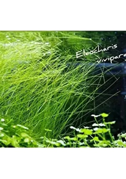 Dev Parvula Arka Plan Akvaryum Bitkisi Eleocharis Vivipara Canlı Bitki 1 Bağ fiyatları